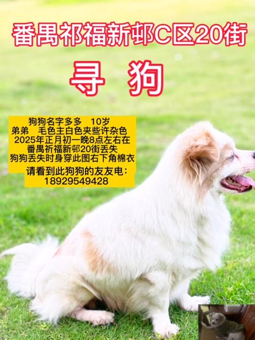 衡阳一停狗位走红,0734衡阳狗狗论坛